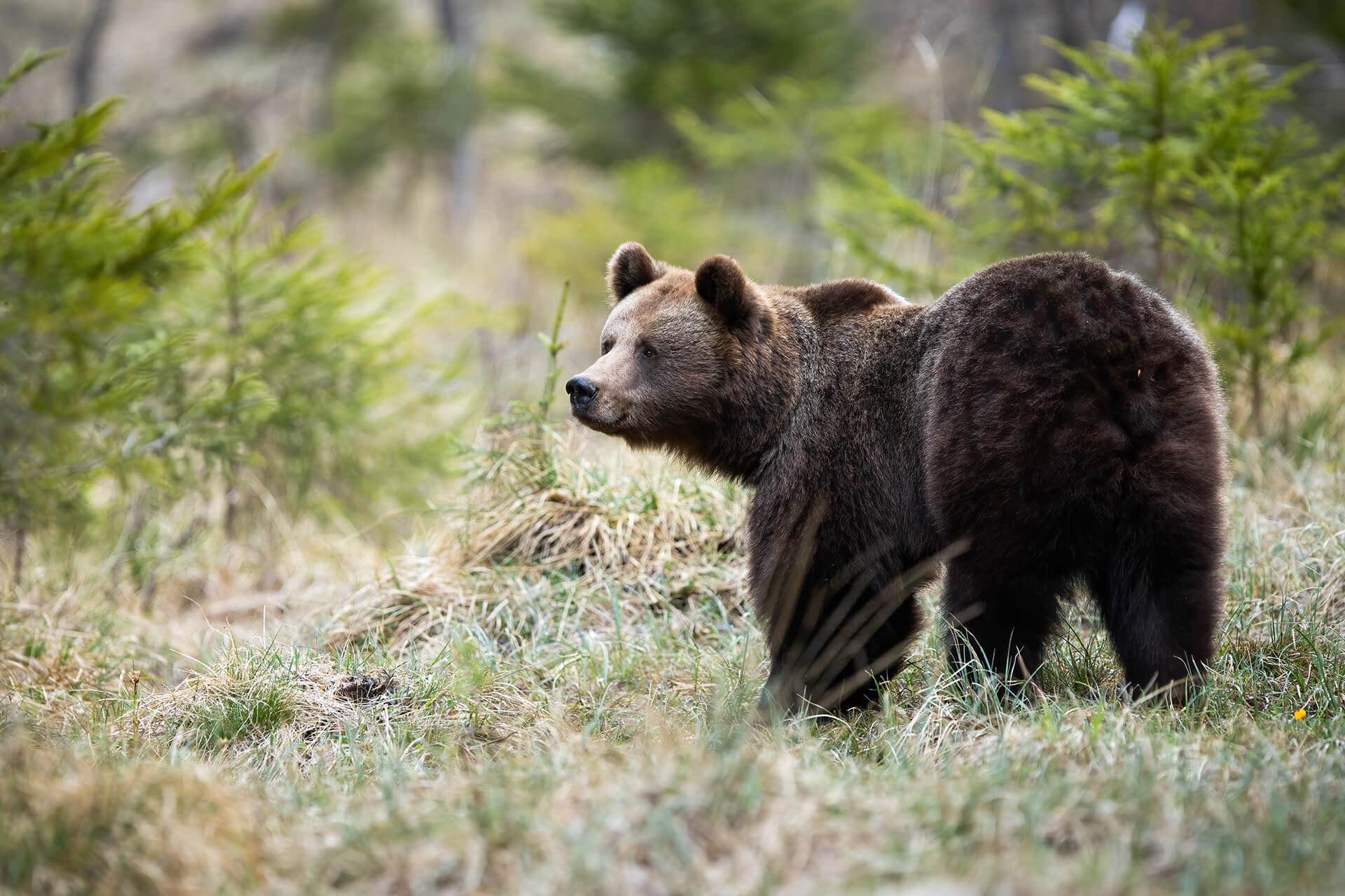 What Bears Teach Us | ECO Canada