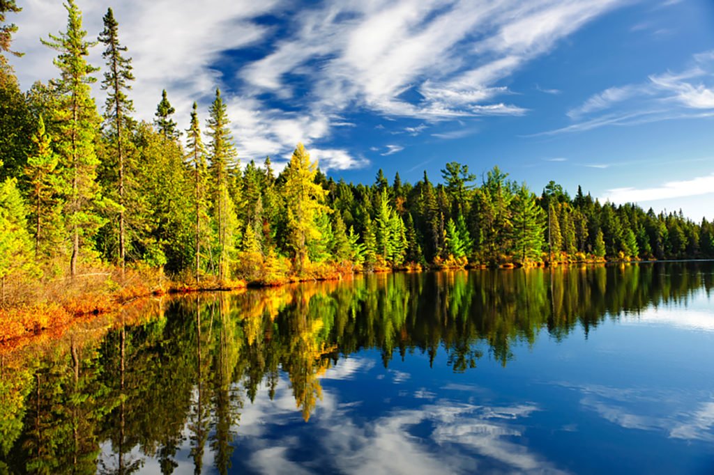 Forest reflecting in lake