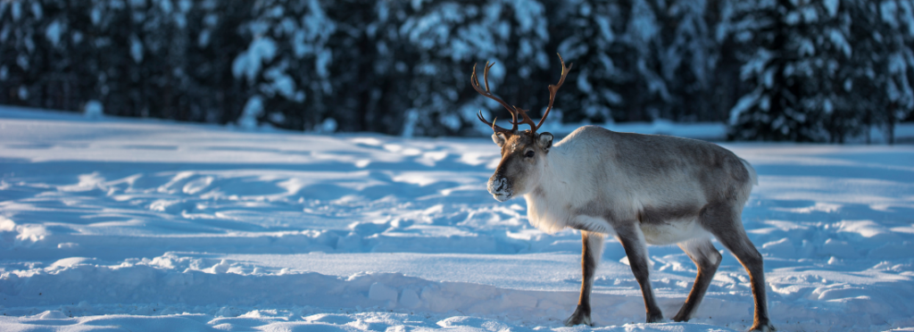 Caribou Habitat Restoration