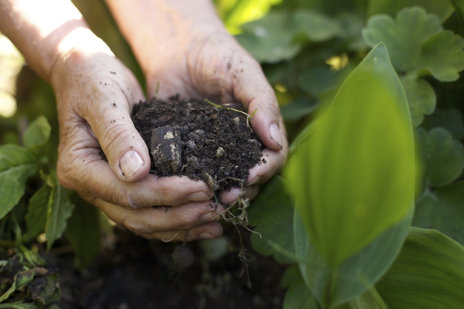 Soil Scientist ECO Canada