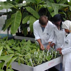 Agriculture Engineer